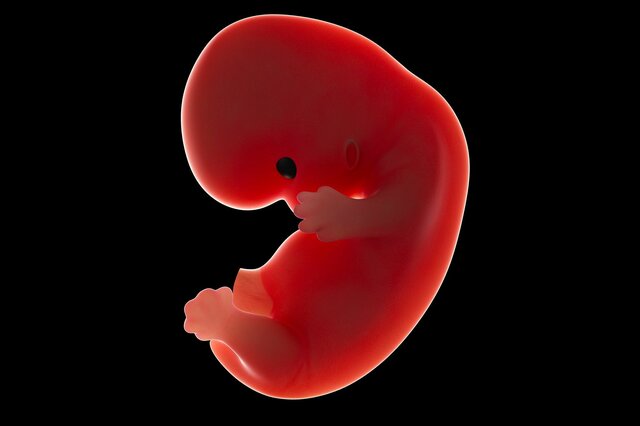 Isolation de la première cellule-souche chez un embryon d’être humain