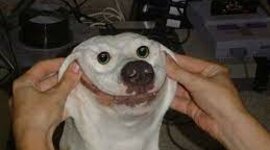 Timeline: Divided Nation Corbin