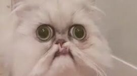 Timeline: Social Studies