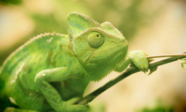 Castillo, Ezquerro, Llamas y López