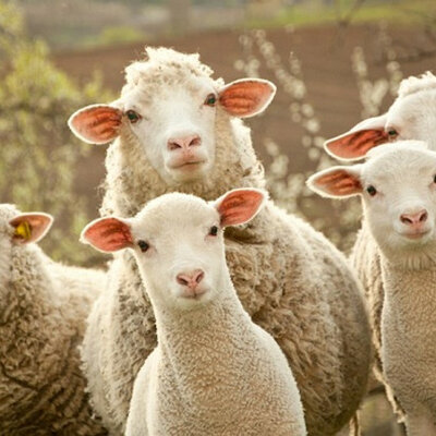 Timeline: Origen de los Ovinos y Caprinos en Colombia