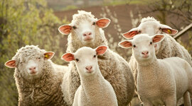 Timeline: Origen de los Ovinos y Caprinos en Colombia