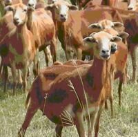 Introducciones en Colombia