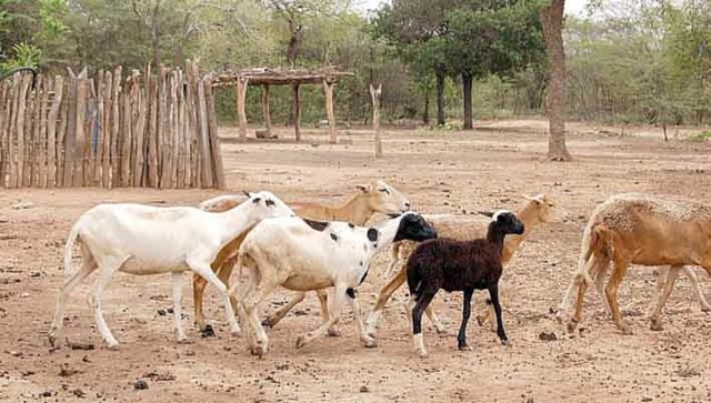 Producción carne ovina y caprina