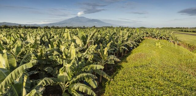 Ubico le cedió tierras de plantación a la UFCO