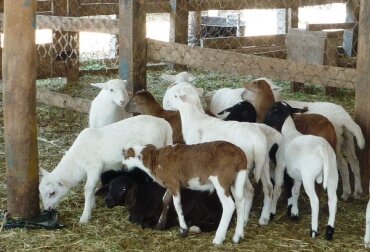 Cooperación Internacional