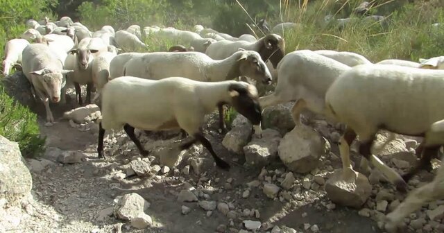 Población Ovina y Caprina