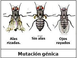 Mutación Genética