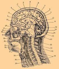 Lightmer Witmer dio vida al término “medicina psicosomática”
