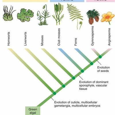 Timeline: Evolution of Plants