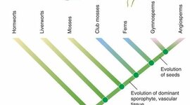Timeline: Evolution of Plants