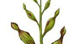 Timeline: evolution of plants