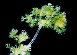 Charophytes