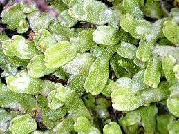 Liverworts