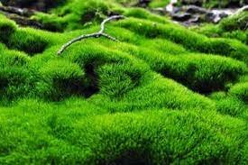 Mosses