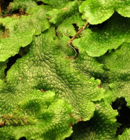 Liverwort