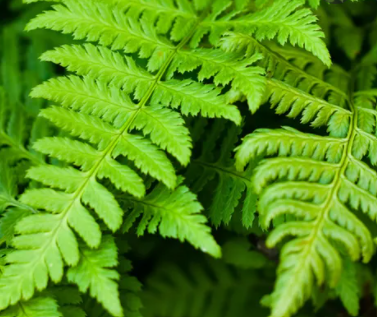 Ferns