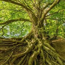 when plants went from water to land