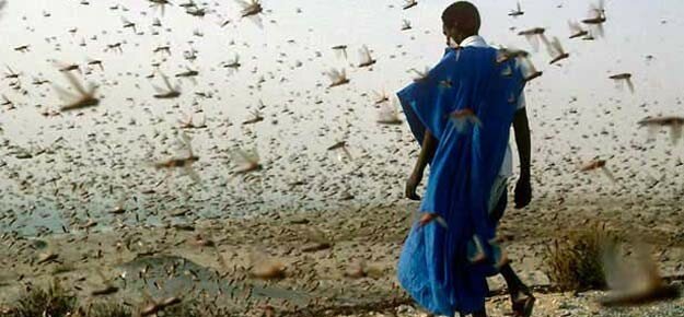 Cuarta plaga, Nubes de insectos