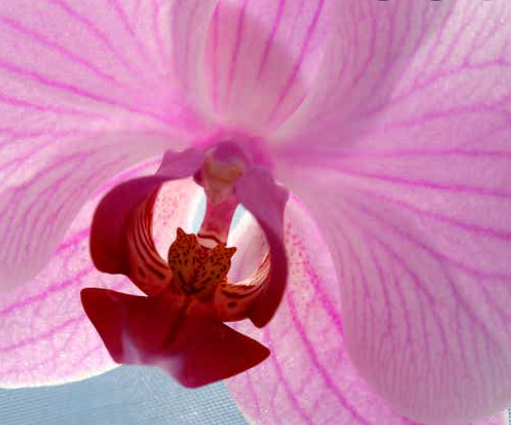 Exotic Orchid