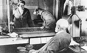 Pavlov investiga los estímulos