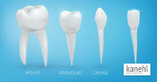 Using teeth to identify a body