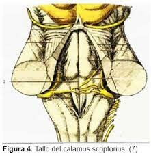 Anatomia y Fisiologia