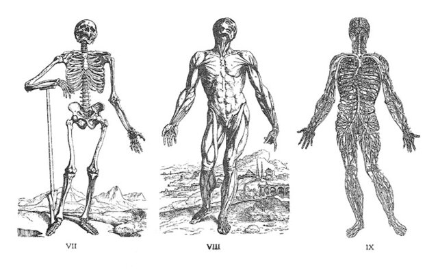 el uso de la anatomia