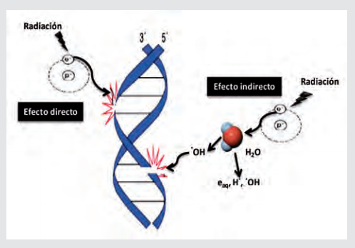 Efectos biológicos de la radiación