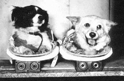 First dogs in space
