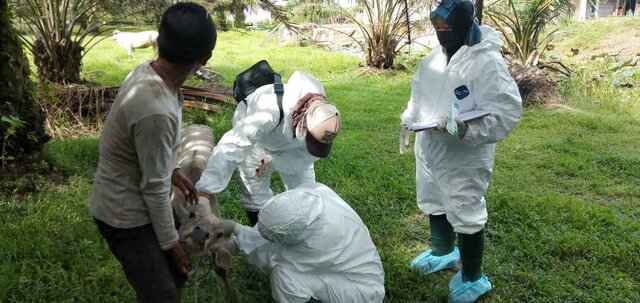 TIM PUSVETMA KOLEKSI SAMPEL UNTUK PEMBUATAN VAKSIN LSD