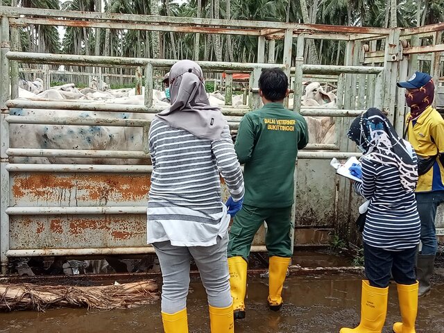 Investigasi Outbreak LSD Kab. Indragiri Hilir