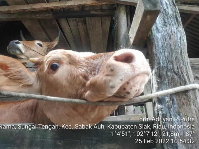 Investigasi Outbreak LSD Kab. Siak