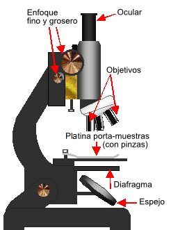 El Microscopio Compuesto