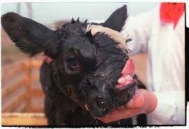 ¿Como afectó Chernobyl a los animales?