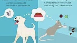 Timeline: Origen y evolución del condicionamiento clásico y condicionamiento operante.