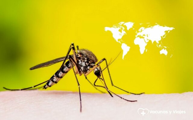 Carlos Finlay hizo su famoso descubrimiento del mosquito transmisor de la fiebre amarilla.