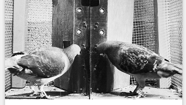 Los estudios de B. F. Skinner