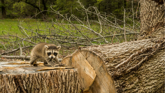 Perdida de biodiversidad