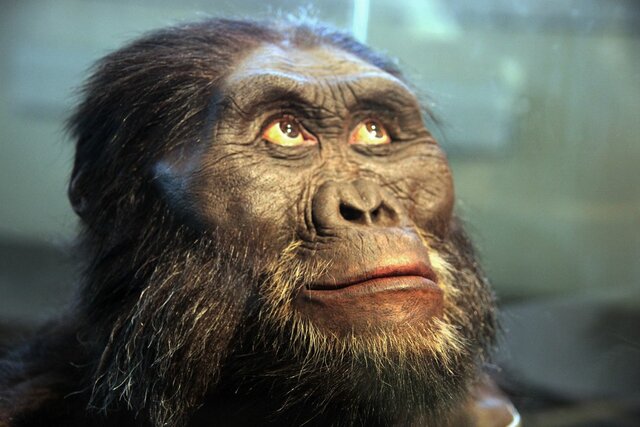 Australopithecus (4 - 1,5 Ma)