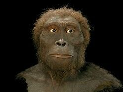 Australopithecus anamensis