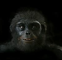 Ardipithecus ramidus