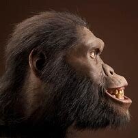 Australopithecus africanus