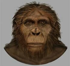 Paranthropus