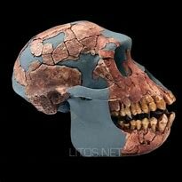 Ardipithecus ramidus