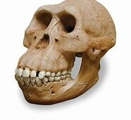 Australopithecus anamensis
