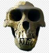 Australopithecus afarensis