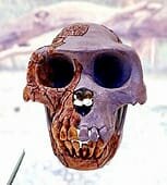Paranthropus