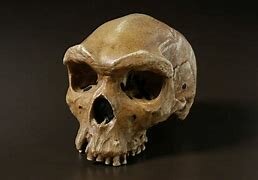 Homo Heidelbergensis