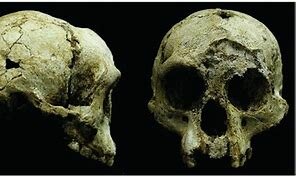 Homo Floresiensis